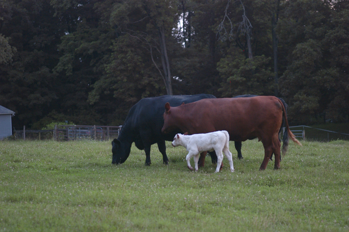 skidmore cows