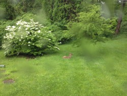 deer in front yard