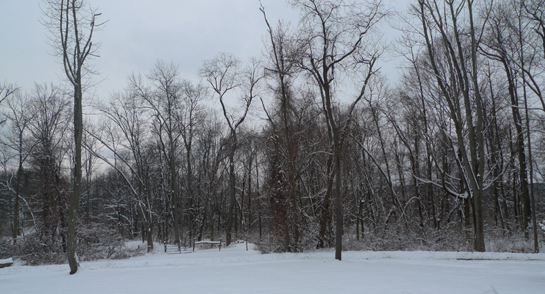 Post image for snow on trees