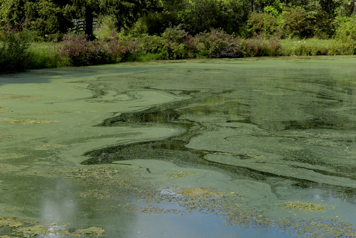 Post image for winley pond