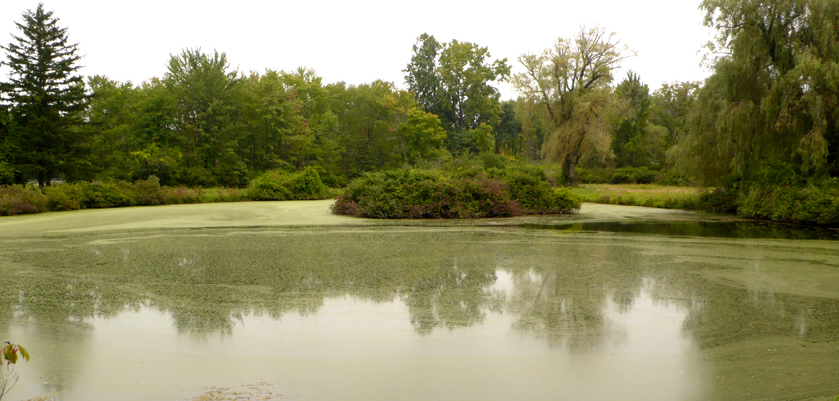 Post image for little rest pond